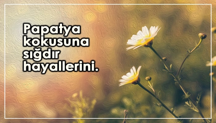 Papatya ile ilgili sözler